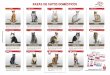 razas-gatos - Laboratorios ZOOweb2016.laboratorioszoo.com/.../afiches/razas-gatos.pdfgato siamés, de gran elegancia, cuello muy largo y grandes orejas, pelo largo, sedoso y abundante