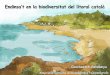 Endinsa’t en la biodiversitat del litoral català · PLANTES Plantes terrestres -Ammophila arenaria - Borró Gramínia típica de les zones dunars. Les seves arrels ajuden a fixar
