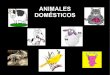 ANIMALES DOMÉSTICOSaulasptmariareinaeskola.es/app/download/9104902... · que tiene cuatro patas, el cuerpo cubierto de pelo, dos orejas en la parte superior de la cabeza y una cola