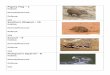 Habitat: Defense: Size Southern Ningaul 16 9 · Australian Feral Camel – 1 Habitat: Diurnal/Nocturnal Defense: Size Face Mite 