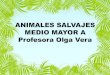 ANIMALES SALVAJES MEDIO MAYOR A Profesora Olga Vera · 2020-07-01 · Los animales salvajes son aquellos animales que viven libres en la selva o en el bosque. Algunos son peligrosos