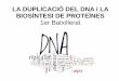 LA DUPLICACIÓ DEL DNA i LA BIOSÍNTESI DE PROTEÏNEScosmolinux.no-ip.org/...aula/...DNA_mecanismes.pdf · Com el DNA eucariota es troba força associat a histones, durant la replicació: