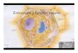 ESTRUCTURA Y FUNCI N CELULAR ) · por tener organelos membranosos altamente organizados, siendo el más notable, el núcleo. El término eucariote significa “núcleo verdadero”