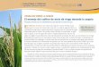 El manejo del cultivo de maíz de riego durante la sequía · El manejo del cultivo de maíz de riego durante la sequía Principios generales para la productividad de agua durante