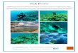 ISLA Bonaire - Perudivers · - Impuestos y cargos vigentes *Fotos digitales submarinas y de superficie.sujeto a variación a la fecha de emisión) EL BUCEO: días de buceos triples