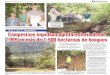 En Las Camelias Campesinos impulsan …...2012/03/01  · En Las Camelias Parte de las 1,535 hectáreas de bosques latifoliados que maneja la Cooperativa Agroforestal Las Camelias