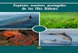 Espècies marines protegides de les Illes Balearscaib.es/pidip/annexes/2015/12/23/2009730.pdf2015/12/23  · Miguel Pozo Normativa de protecció Espècies marines protegides de les