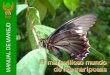 EL MARAVILLOSO MUNDO DE LAS MARIPOSAS pdfrepositorio.iiap.gob.pe/bitstream/IIAP/511/1/Folleto... · 2020-04-25 · El manual el “Maravilloso mundo de las mariposas” pretende llenar