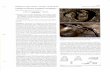 REPTILIA: SQUAMATA: SAURIA: SCINCIDAEREPTILIA: SQUAMATA: SAURIA: SCINCIDAE Catalogue of American Amphibians and Reptiles. Walley, H.D. 1998. Elrrneces arlthracinus. Eumeces anthracinus