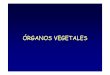 Organografía Vegetal: Tallo y Raíz - Universidad de …organografia.unileon.es/html/PDF/Organogr_Vegetal_Tallo...Tallo Parte aérea de la planta. Sirve de soporte a otros órganos: