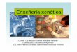 Enxeñería xenética - Galiciacentros.edu.xunta.es/.../bio/bach_1_ccmc_2010_2011/... · Enxeñería xenética Fragmentar o ADN. Analizar os fragmentos de ADN: probas de ADN. Hibridación