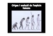 Origen i evolució de l‛espècie...Proc on sul af ri canus • És l‛avantpassat comú de tots els simis antropoideus. • Va viure d'aproximadament fa de 23 a 14 milions d'anys.Els