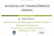 AVANCES EN TRANSGÉNESIS ANIMAL...en células somáticas Corrección de defecto genético ANIMAL TRANSGÉNICO Modificación del genoma de todas las células incluyendo las gametas
