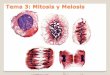 Tema 3: Mitosis y meiosis - UAB Barcelonabioinformatica.uab.es/base/documents/genetica_gen/Tema 3 Mitosi… · Objetivos tema Mitosis y meiosis Deberán quedar bien claros los siguientes