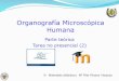 Organografía Microscópica Humanaeprints.ucm.es/34179/1/tarea_2.pdf · PRESENTACIÓN ! Tarea voluntaria ofertada a los alumnos de la asignatura Organografía microscópica humana
