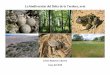 La biodiversitat del Delta de la Tordera, avuiisacc.creaf.cat/wp-content/uploads/2018/06/La-biodiversitat-del-Delt… · vegetals i animals emblemàtiques i d’interès especial