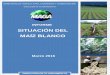 SITUACIÓN DEL MAÍZ BLANCO · 2018-09-26 · Situación del maíz blanco a marzo de 2016 2 Dirección de Planeamiento 5a. Av. 8-06 zona 9, Tel. 2334-1048 2360-4425 y 28 diplan@maga.gob.gt