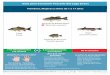 Guía para Consumir Pescado del Lago Evans · 2017-03-13 · Especies de Róbalo Negro (Black Bass species) Especies de Pez Luna (Sunfish species) 7 en total porciones a la semana