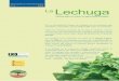 nº 3 2005 La Lechuga · AGRICULTOR: MANIX IGAL ETAYO El cultivo de lechuga, de otoño e invierno, lo efectúa en 5.600 m2 de túneles. El mercado es el problema más importante
