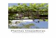José Manuel Sánchez de Lorenzo Cáceres Plantas trepadorasSe denominan plantas trepadoras o enreda‐ deras aquellas que, por medio de diversos mecanismos, son capaces de sujetarse