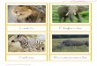 Cebra Rinoceronte - WordPress.com · 2016-10-15 ·  Suricata Puercoespín Oso Hormiguero Ñu .  Búfalo Guepardo Búfalo Guepardo .  León Elefante Cebra Rinoceronte