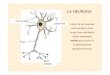 12SISTEMA NERVI S 3ESO · 2009-06-11 · Cervell Cerebel Bulbraquídi Medul·la espinal EL SISTEMA NERVIÓS CENTRAL Format per: A) L’ENCÈFAL és la part del sistema nerviós central