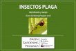 INSECTOS PLAGA - Seattle.gov Home · 2018-06-26 · Insectos Benéficos (Predatorio) Actividades de Manejo Recomendadas Actividades de Manejo Completadas (si/no, cuando ) Pobre Justo