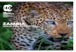ZAMBIA - theafricanexperiences.com · zambia valle del luangwa lodges exclusivos, con todas las comodidades y en medio de la sabana africana. sin vallas, para poder ver animales salvajes