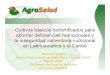 Cultivos básicos biofortificados para abordar ...lac.harvestplus.org/wp-content/uploads/2015/02/cultivos_basicos... · Cultivos Transgénicos Cultivos biofortificados pueden ser