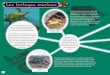 Las tortugas marinas - bibliofep.fundacionempresaspolar.org · Las tortugas marinas. or 180 hembr T x encuentr na El cardón (Dermochelys coriácea) se diferencia de las otras especies