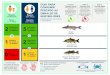 GUIA PARA Com Evit Eli CONSUMIR PESCADO del EMBALSE DEEMBALSE DE NEW MELONES (CONDADOS DE CALAVERAS Y TUOLUMNE) Coma el Pescado Bueno . Comer pescado que es bajo en productos químicos