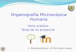 Organografía Microscópica Humana - UCM · En la tarea se valorarán los siguientes aspectos:! # Si el trabajo: # Es completo (recoge todos los órganos) # Clasifica correctamente