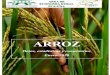 ARROZ - agr.una.py · El informe del USDA fue poco amigable para el arroz a nivel global. Las exportaciones se reducen debido principalmente a una menor participación de India. En
