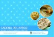 CADENA DEL ARROZ - Alimentos Argentinos de Valor … · El arroz (Oriza Sa(va L) es el cereal más consumido a nivel mundial.En Argen7na conforma una economía regional de relevancia