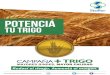 FOLLETO TRIGO EDITABLEstoller.com.ar/wp-content/uploads/2017/05/Folleto_trigo.pdf · TU TRIGO MAYORES RINDES, MAYOR CALIDAD. TESTIGO Córdoba Pergamino Chacabuco Trenque Lauquen 1000