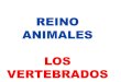 REINO ANIMALES LOS VERTEBRADOS - I.E.S. Santa Eugenia · reino animales los vertebrados . anfibios terrestres . anfibios acuÁticos branquias externas ajolote . muchos presentan dimorfismo