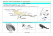 Guías para estudar os animais AS AVESa animais-AVES.pdf · Guías para estudar os animais AS AVES-Vertebrados co corpo cuberto de plumas, -con dúas patas e dúas ás, -mandíbulas