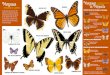 Mariposas de MinnesotaEspecies de EE. UU. amenazadas/en peligro de extinción. Mariposas. comunes de jardín. Blanquita de la col Capa de luto. Monarca Azul de cola oriental. Azufre