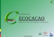 COOPERATIVA ECOCACAO · Aporte de ECOPETROL para fortalecimiento organizacional, transferencia y fomento Últimos resultados de investigación en agroforesteria con cacao en alianza