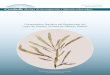 Revista de investigación y difusión sobre algas · RESUME SIS Cymbella 5 Nm. - 153 Cynthia Izchell Martell Ortiz Composición florística del fitoplancton del Lago de Chalco, Ciudad