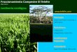 Xalapa, Veracruz Jardinería ecológica · Cómo preparar herbicida a base de proteína de maíz • Comprar grano de maíz seco. • Lavarlo perfectamente y guardarlo muy húmedo