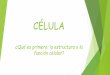 CÉLULA - Independencia · Permite mantener la forma de la célula y la presión osmótica interna del citoplasma. pared celular semejanzas: Situada por fuera de la membrana citoplasmática