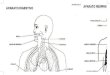 mapa mural anatomia humana compilado4x6l...aparato digestivo inferior faringe e so-fago aparato respirx fosas lobulØ losulo inferior