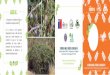 bajas que en zonas expuestas, y el YO SIEMBRO GUAYACÁN TIVOceaza.cl/vehiculodelaciencia/doc/TYV/3B_TIERRA_Y_VALLES.pdf · 2017-08-16 · GUAYACÁN Familia: Zygophyllaceae Nombre