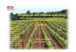Els efectes del canvi climàtic en la viticulturalifeclinomics.eu/wp-content/uploads/2017/07/IRTA-Viticultura.pdf · Els efectes del canvi climàtic en la viticultura: Canvis en la
