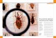 Os possíveis abrigos da doença de Chagas · 2018-12-21 · (E) Rhodnius prolixus (1,1%) Software: QGIS. Fonte: 1. IBGE (2015). Instituto Brasileiro de Geografia e Estatística