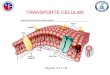TRANSPORTE CELULAR · • Tema: Transporte celular • Materiales: Libro, cuaderno, estuche Objetivo: Estudiar y comprender los mecanismos de transporte a través de la membrana plasmática