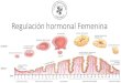 Regulación hormonal Femenina...2015/09/06  · hormonas y gametos Hormonas femeninas Hipotálamo Hipófisis Ovarios FSH LH Estrógenos Progesterona GnRH Regulación Hormonal Fase