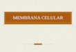 MEMBRANA CELULAR - Juventud Médicajuventud-medica.weebly.com/uploads/2/1/2/2/21229712/membrana.… · MEMBRANA CELULAR FUNCIONES: Separa compartimientos Selectivamente permeable