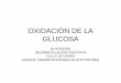 OXIDACIÓN DE LA GLUCOSA - Colegio Francisco de Mirandafranciscodemiranda.cl/web/wp-content/uploads/2011/08/bio...3 CO). –Reducción de 2NAD+ → 2NADH. –Unión del acetilo al